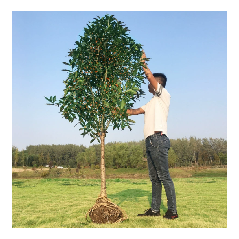 桂花树大型桂花树苗八月金桂丹桂庭院别墅地栽高杆桂花