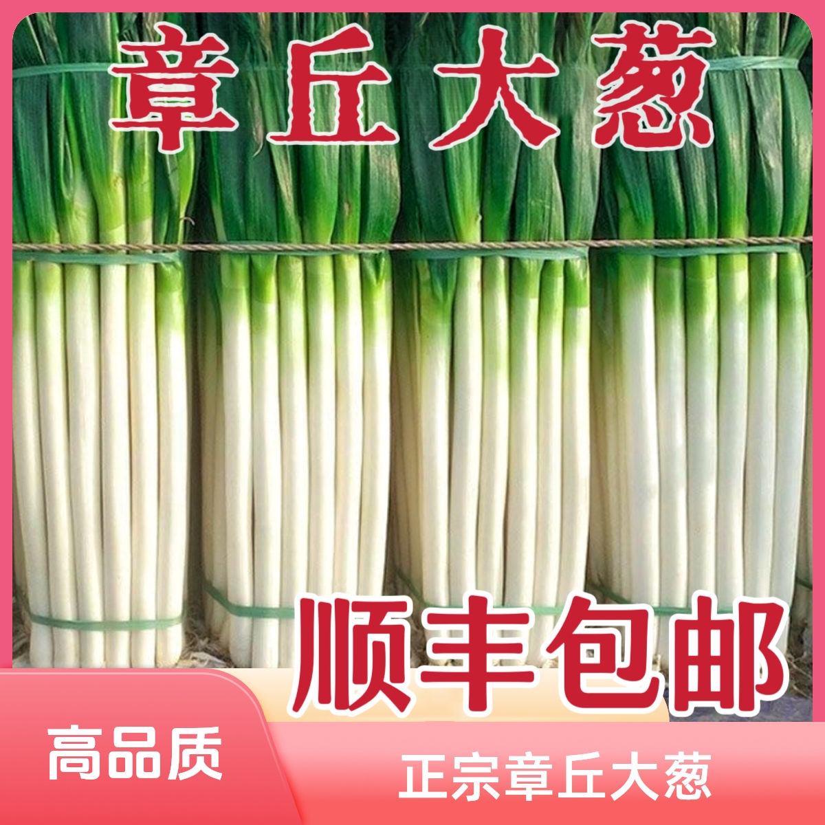 顺丰包邮正宗章丘大葱原产地直发山东大葱新鲜绿色高葱白优质大葱