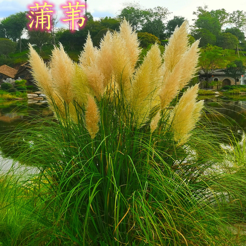 矮蒲苇蒲苇苗蒲苇花束庭院阳台花园多年生观赏草四季常绿花镜绿植