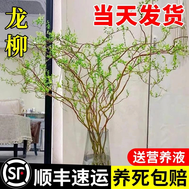 进口高端基地直销龙柳鲜枝水培植物室内好养活绿植客厅水养花卉