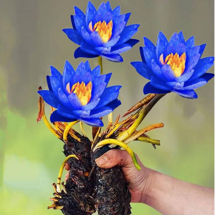 稀有睡莲【蓝色】池塘睡莲根块花鱼缸带芽四季盆栽水培植物大小睡