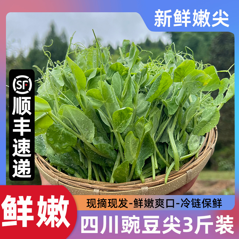 【顺丰冷链-坏单包赔】四川新鲜豌豆尖儿鲜嫩农家蔬菜豆苗豌豆颠