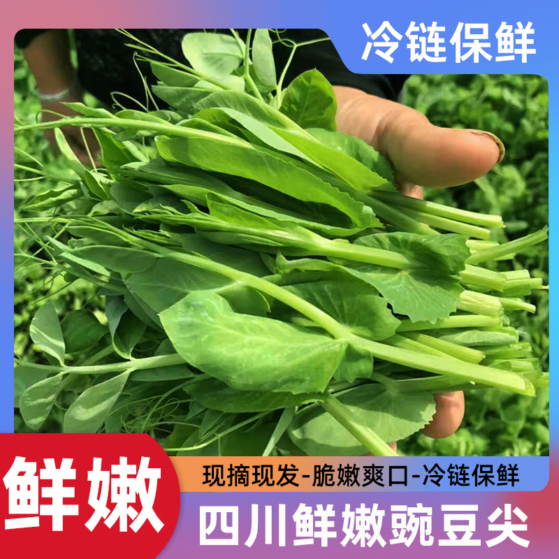 【中通冷链-坏单包赔】四川新鲜豌豆尖鲜嫩农家蔬菜豆苗豌豆颠