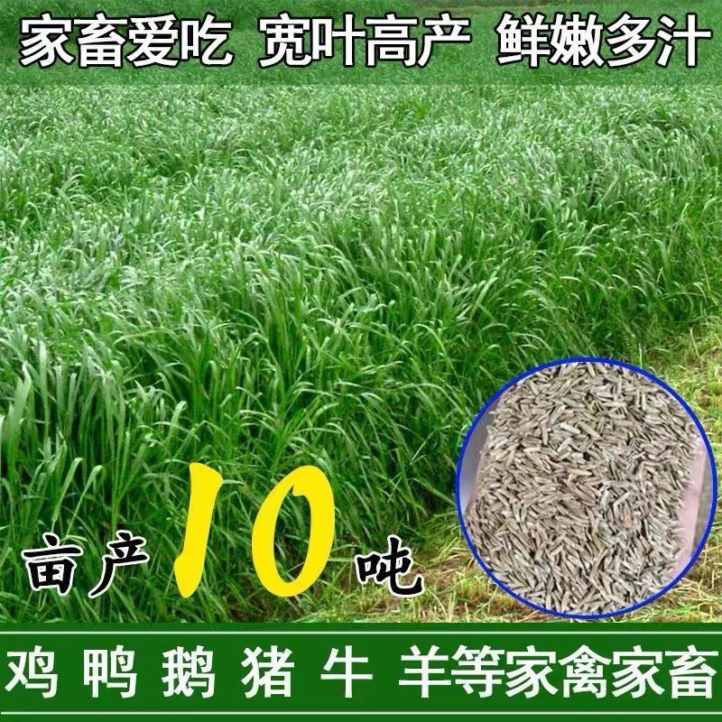 进口黑麦草种子养殖鸡鸭鹅鱼兔牛羊猪耐寒多年生四季种植牧草种子