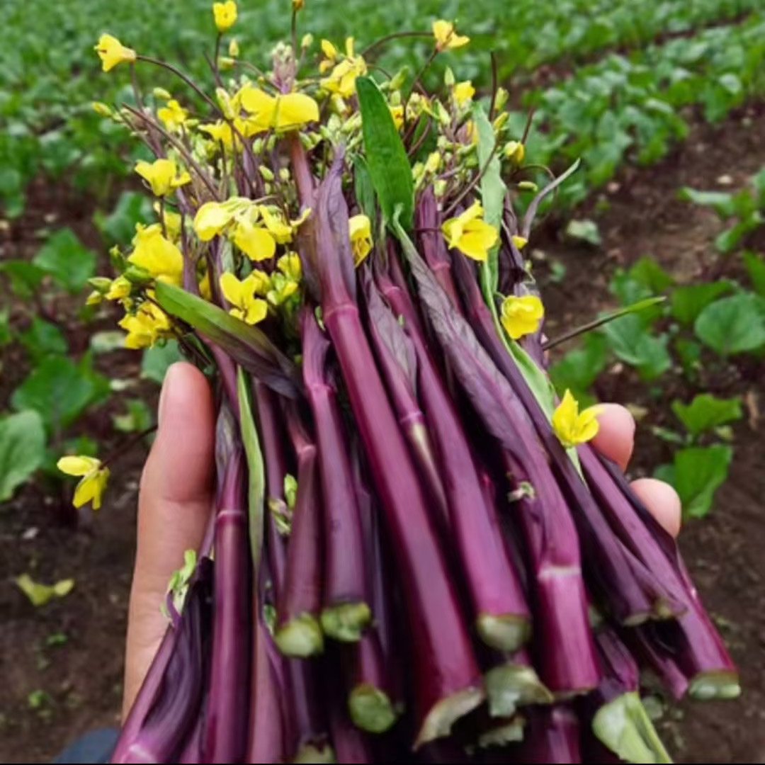 【十月红菜苔种子】秋播冬播高产过冬四季蔬菜阳台抗病寒菜台种籽