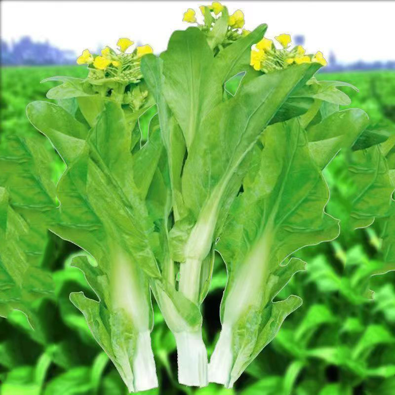 【下单发3包】高产早熟白菜苔种子耐寒耐热菜苔籽多次采收菜心种子