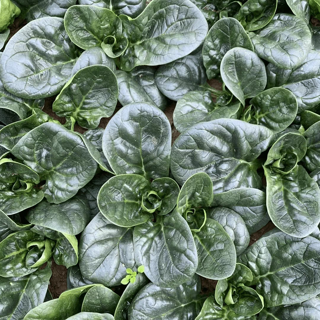 【趴地菠菜种子】大叶黑圆叶菠菜种籽耐热耐寒高产蔬菜种子四季播