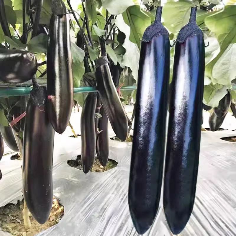 【紫黑大长茄种子】茄子种子春秋季阳台盆栽蔬菜种子四季紫茄子籽