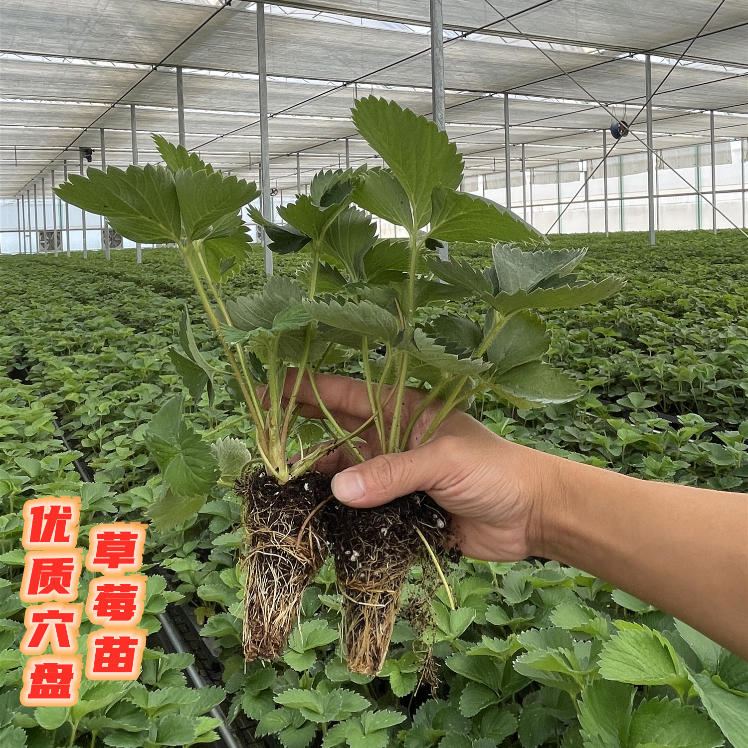 草莓苗穴盘苗四季结果香甜奶油南方阳台盆栽地栽种植草莓秧苗易活