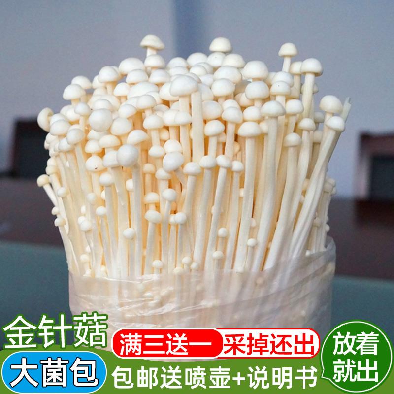 金针菇菌包食用菌蘑菇菌种菌包菌棒蘑菇菌菇种子多肉植物家庭种植