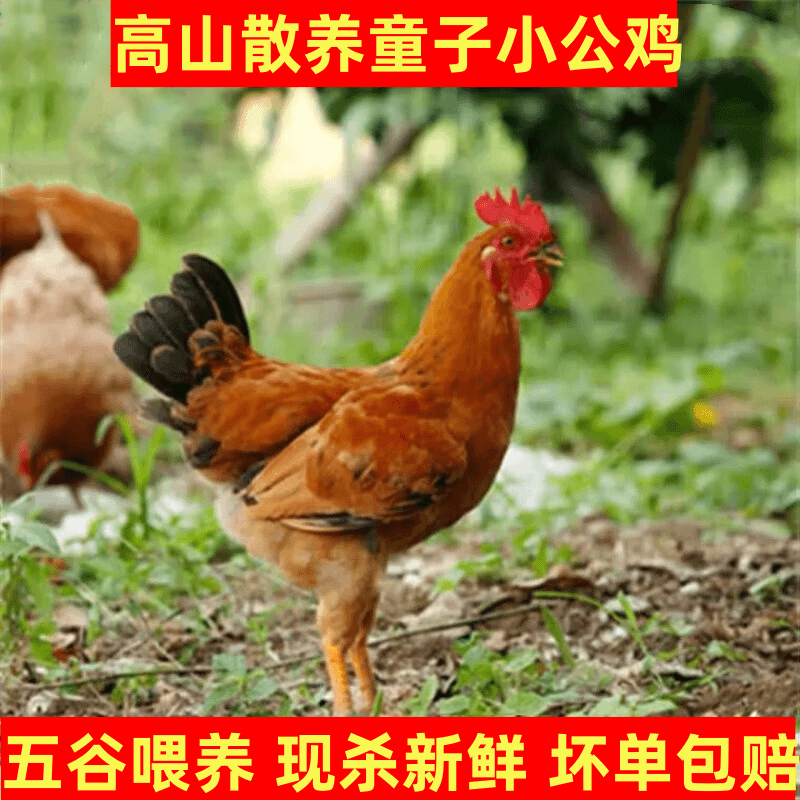 【买1发5只】高山放养童子鸡溜达农家野外放养土鸡现杀