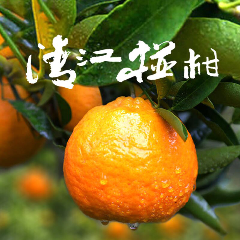 长阳岩松坪清江椪柑特级/一级/超特约9~14斤包邮