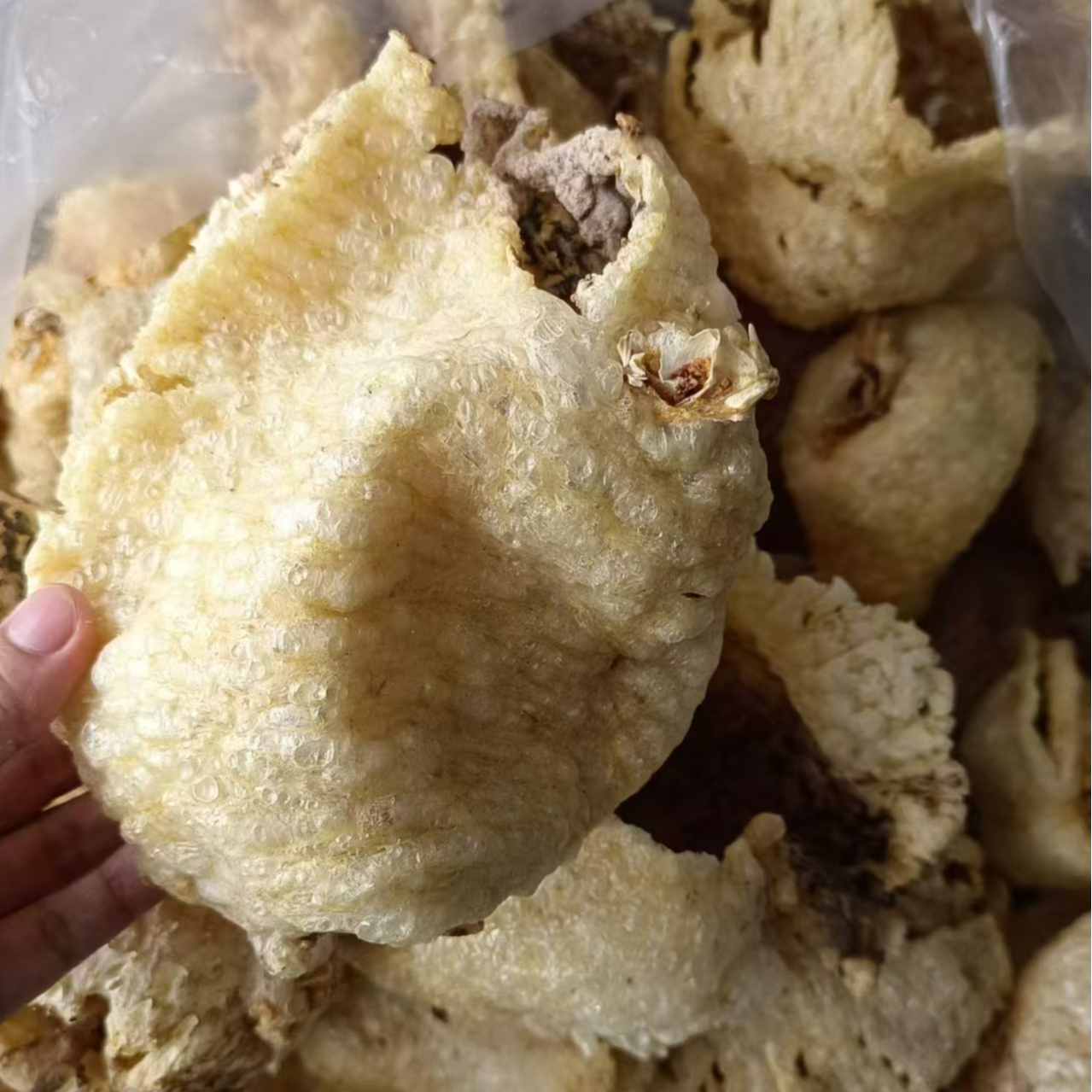 大号拔刺盐爆刺龟皮鱼皮养脾胃勒龟皮