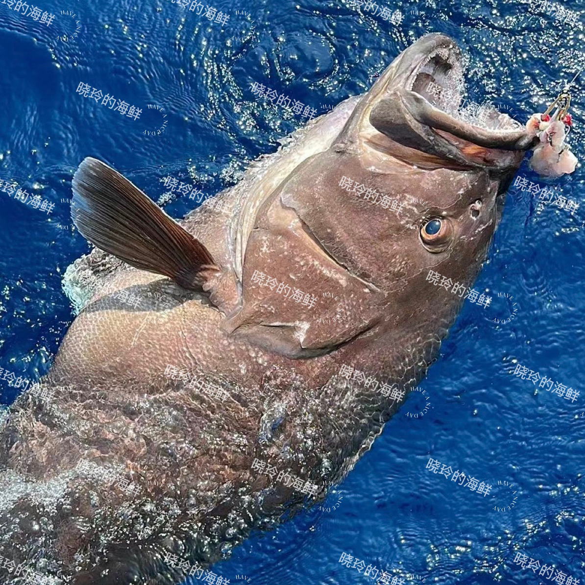 广西北海海养龙趸大石斑鱼海鲜水产火锅食材，不支持退货