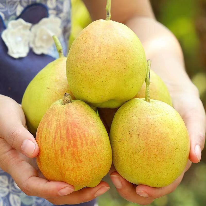 【自然搭档】新疆库尔勒香梨5斤装新鲜水果脆甜多汁多仓发货