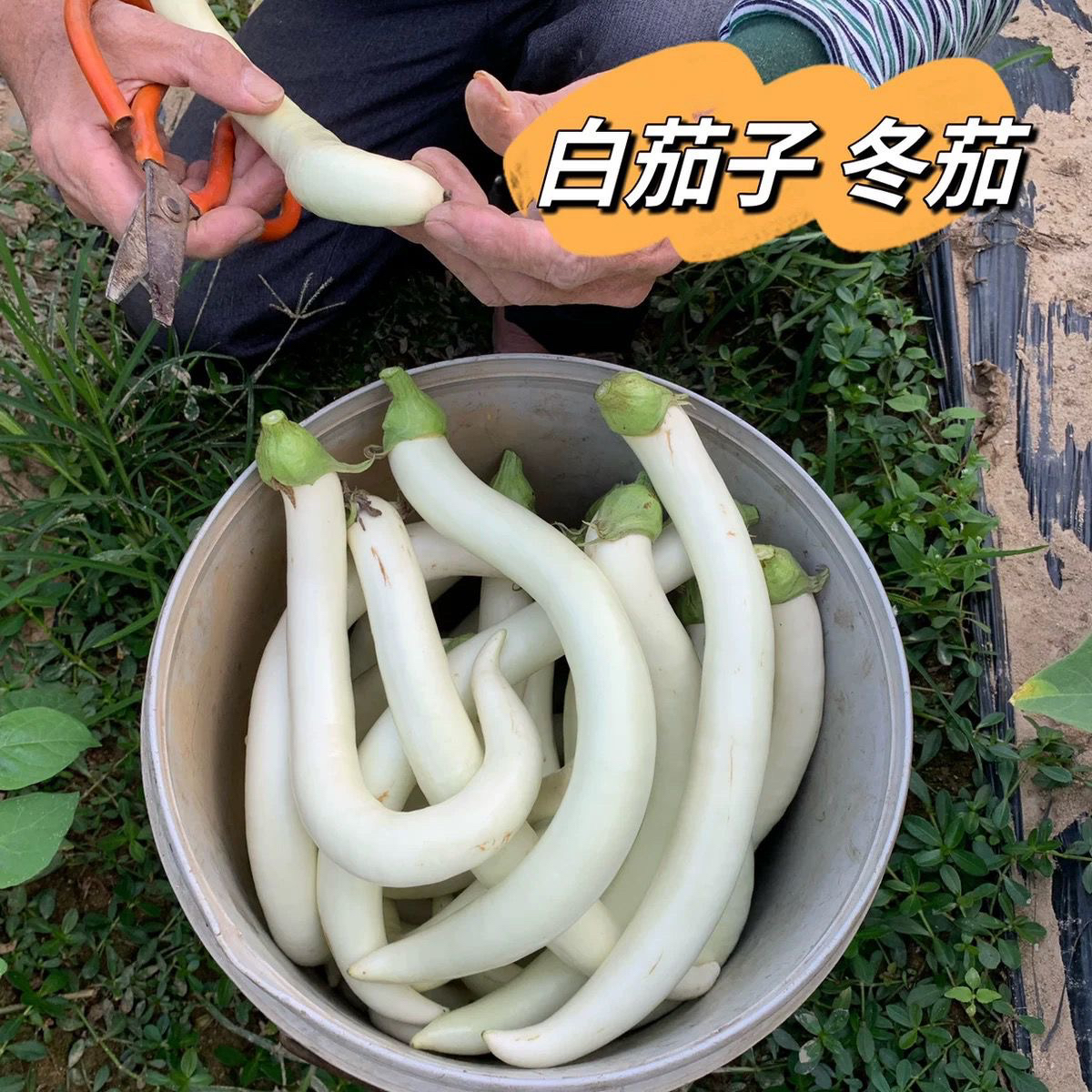 潮州特产白茄子好物果蔬农家自种现摘现发当季潮汕新鲜现摘白茄子