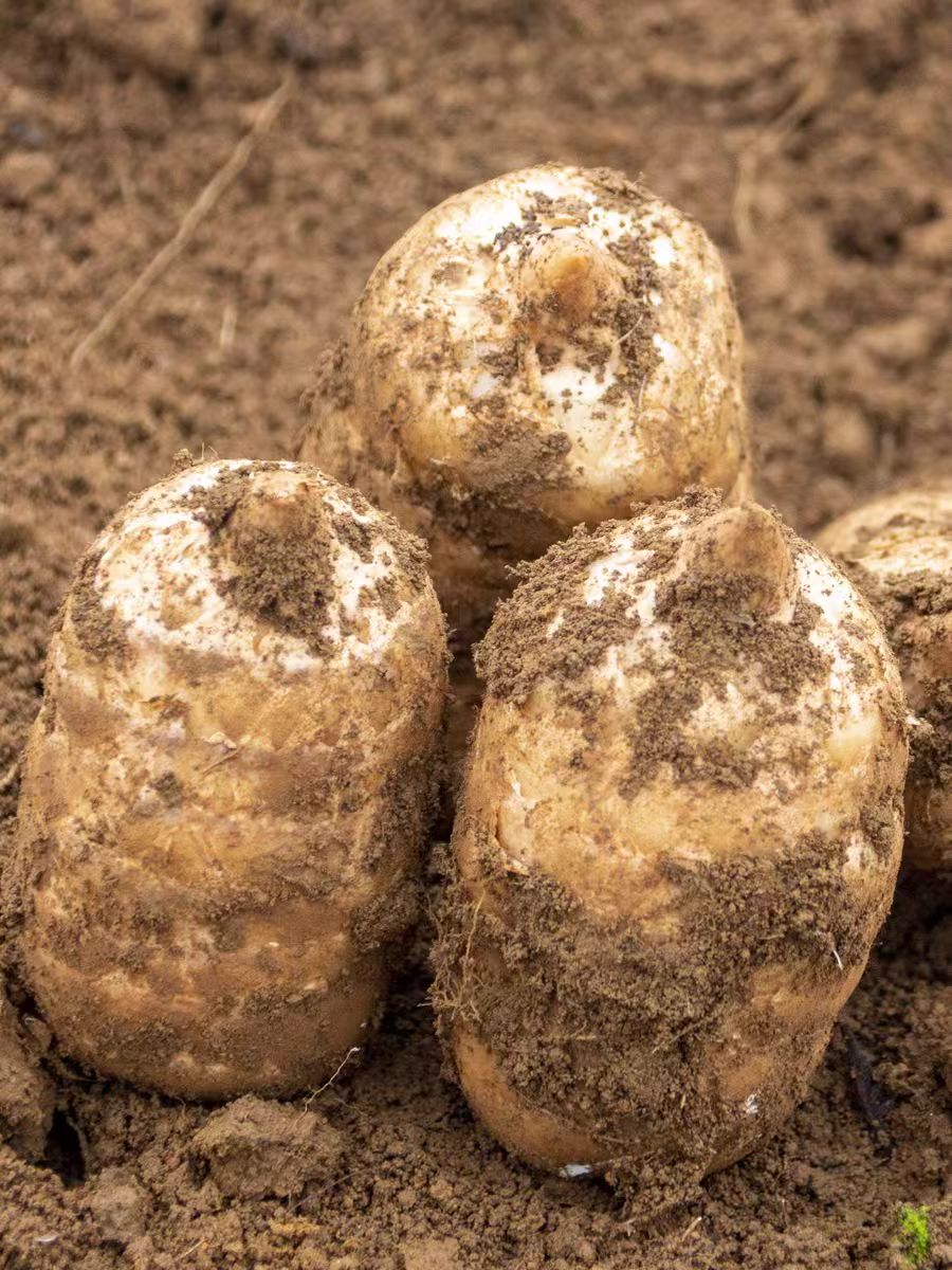 云南昭通彜良小草坝新鲜湿活乌天麻煲汤泡酒产地直销土特产高品质