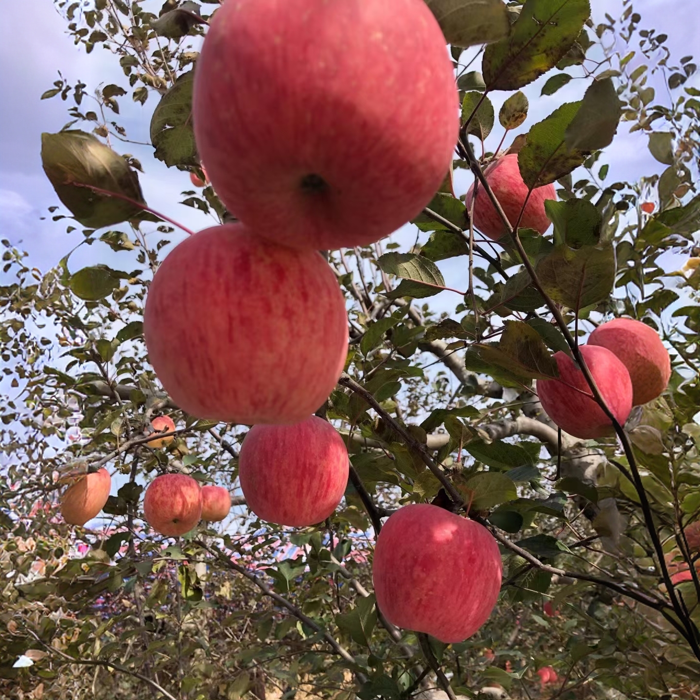 [顺丰包邮]来自于大山深处陕西洛川苹果正宗洛川红富士新鲜发货