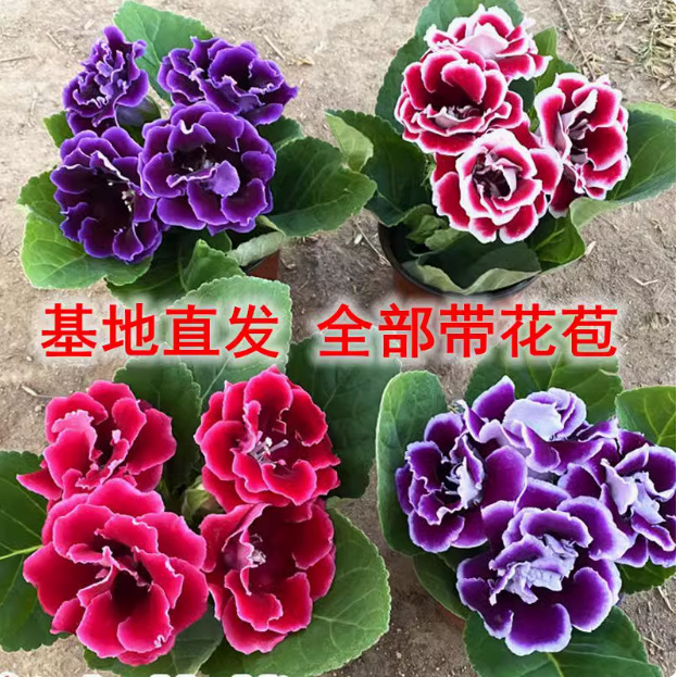 重瓣大岩桐花苗富贵芙蓉花卉室内观赏盆栽带花苞基地直发云竹