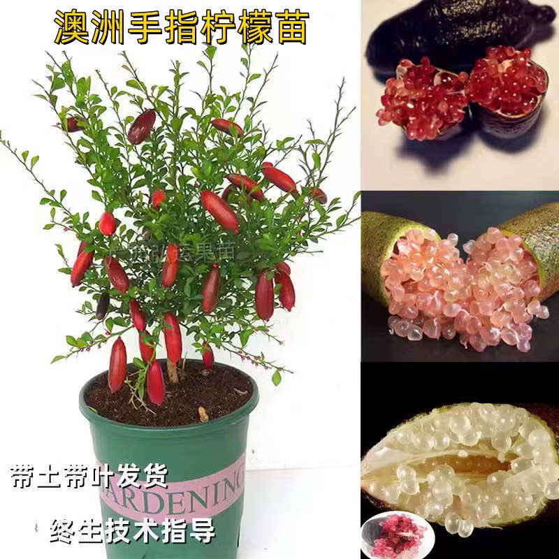 澳洲手指柠檬苗水果鱼子酱嫁接指橙树苗四季手指柠檬苗盆栽地栽