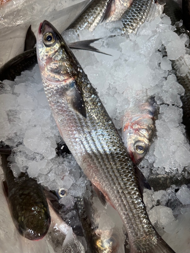 野生海乌头鱼 特嫩鱼肉 保野生 鱼肉超嫩 蓝尾乌头