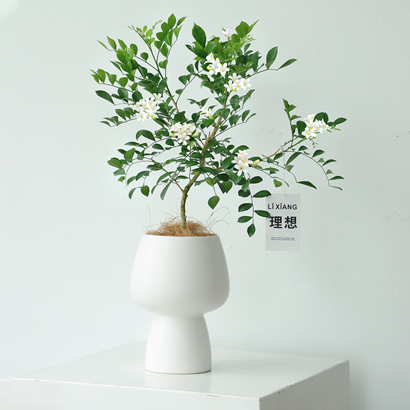 花镜九里香盆栽室内桌办公室绿植好养活四季诧寂风植物驱蚊七里香