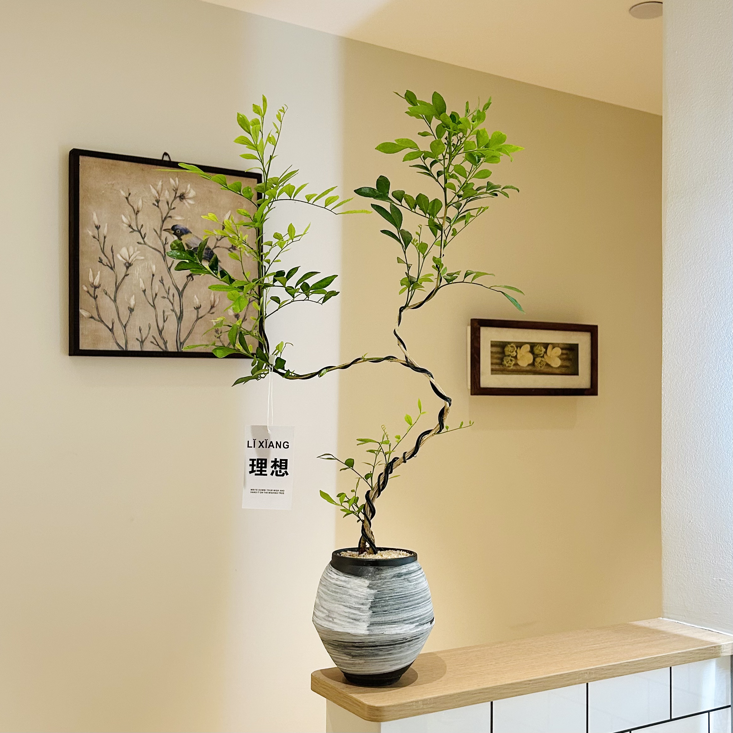 双苗S型老桩造型九里香盆栽盆景室内客厅办公室桌面观叶花卉绿植