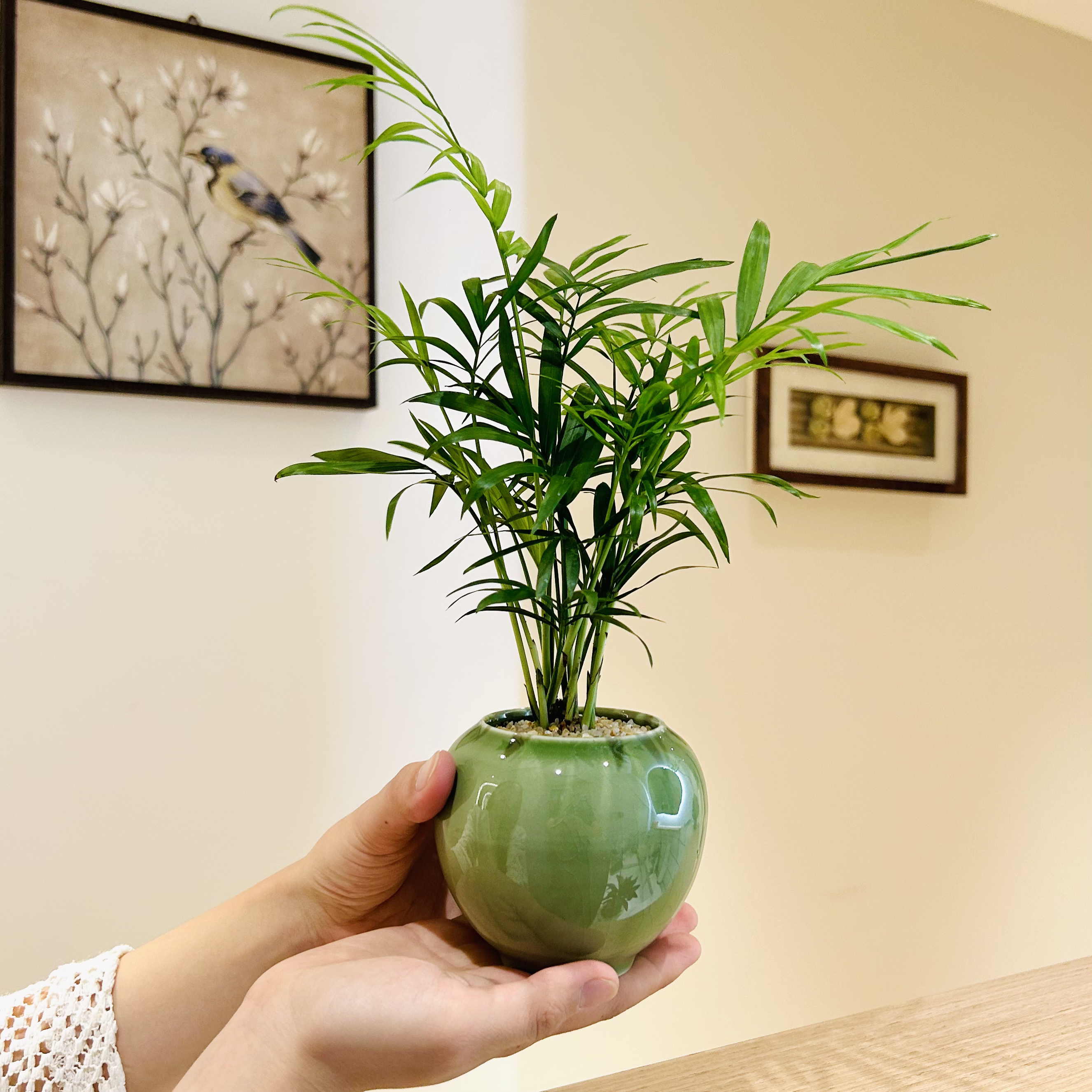 可爱袖珍椰子盆栽盆景室内客厅办公室桌面观叶趣味花卉绿植好养