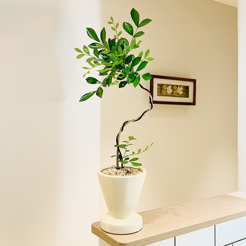 婀娜老桩九里香七里香盆栽盆景室内客厅办公室前台桌面花卉绿植