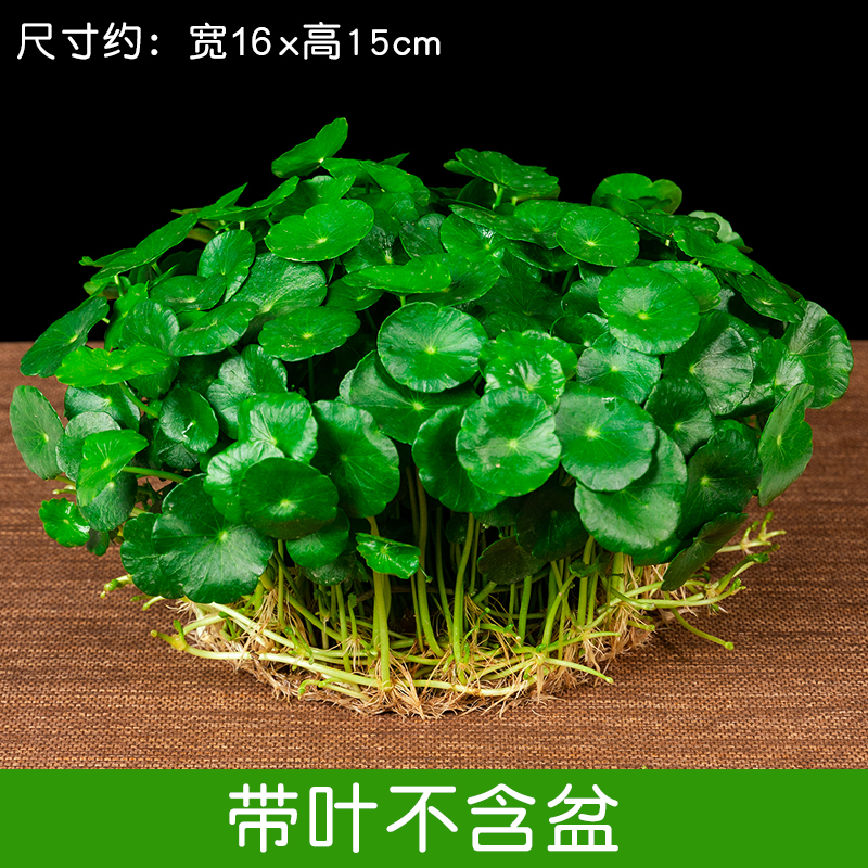 带叶铜钱草水培盆栽室内室外种植养护客厅花草花卉植物根系金钱草