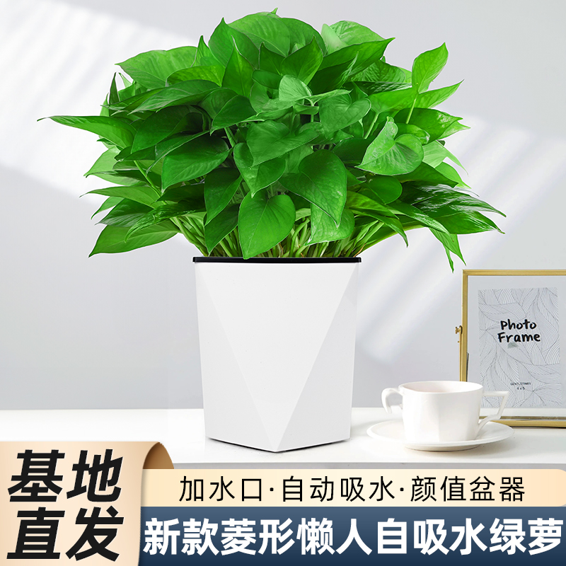 【全新升级菱形盆】绿萝盆栽室内新房除甲醛花绿植盆栽长藤客厅水培