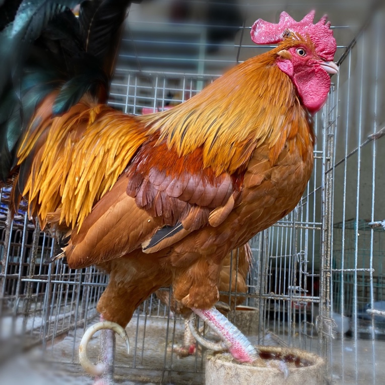 【庄韩骨艺】三年以上散养老公鸡（不带鸡爪）净重2斤-5斤 顺丰冷链