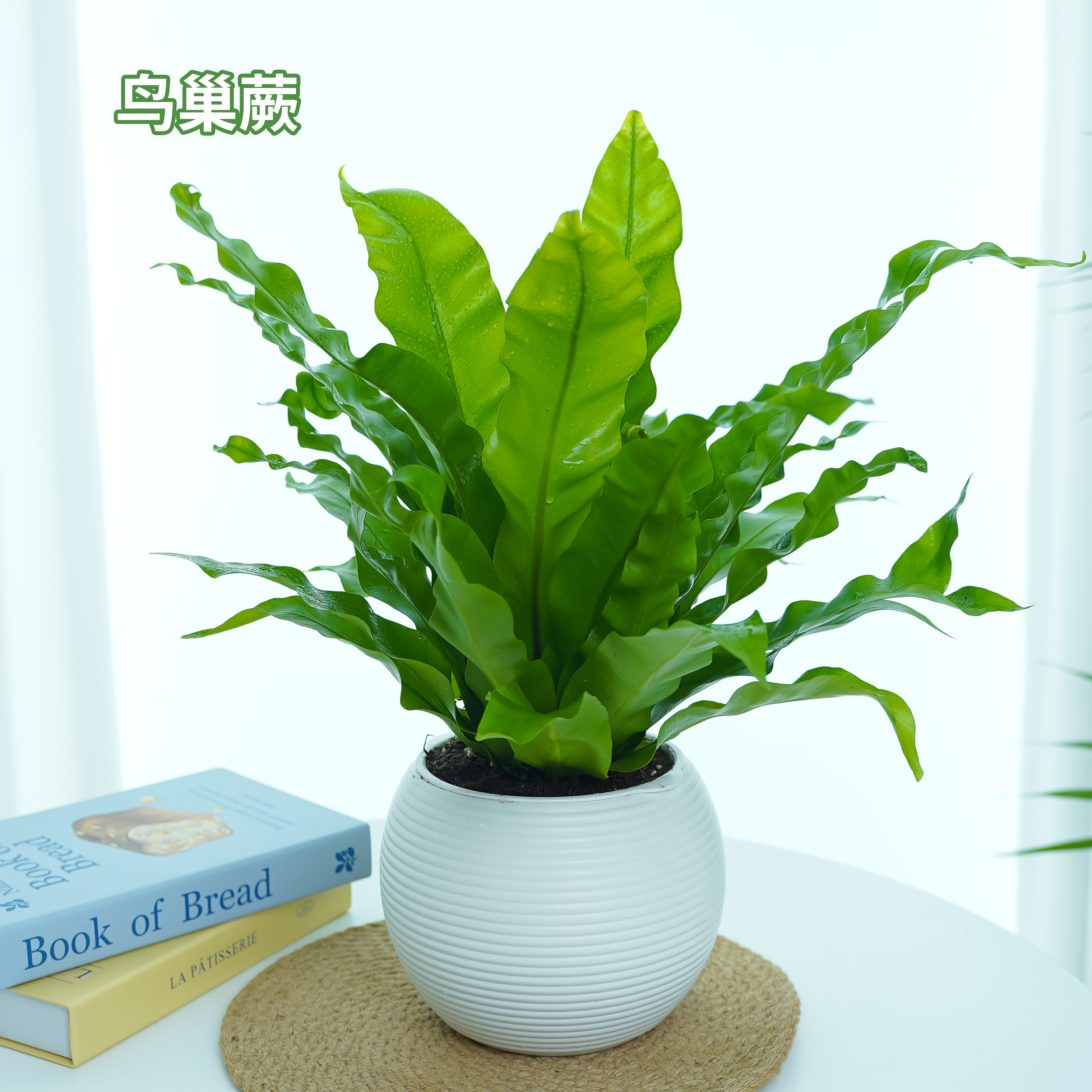 鸟巢蕨懒人吸水盆展叶鸟巢室内耐阴的盆栽植物净化空气好养殖蕨类