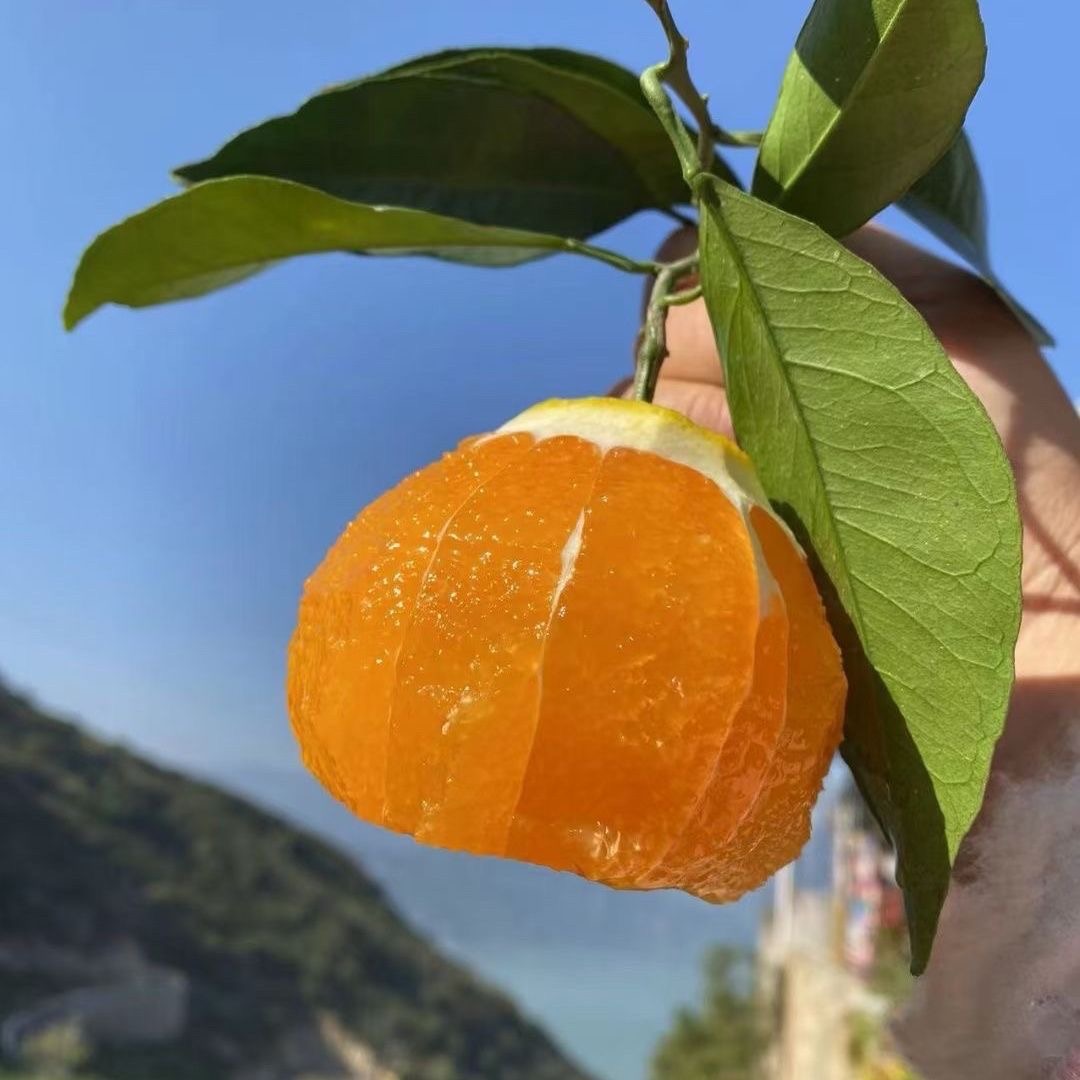 正宗秭归九月红脐橙手剥甜橙新鲜水果应季现摘现发中大果多汁包邮