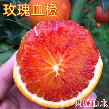 玫瑰血橙苗中华红血橙橙子苗嫁接苗红肉脐橙盆栽地栽南方北方种植