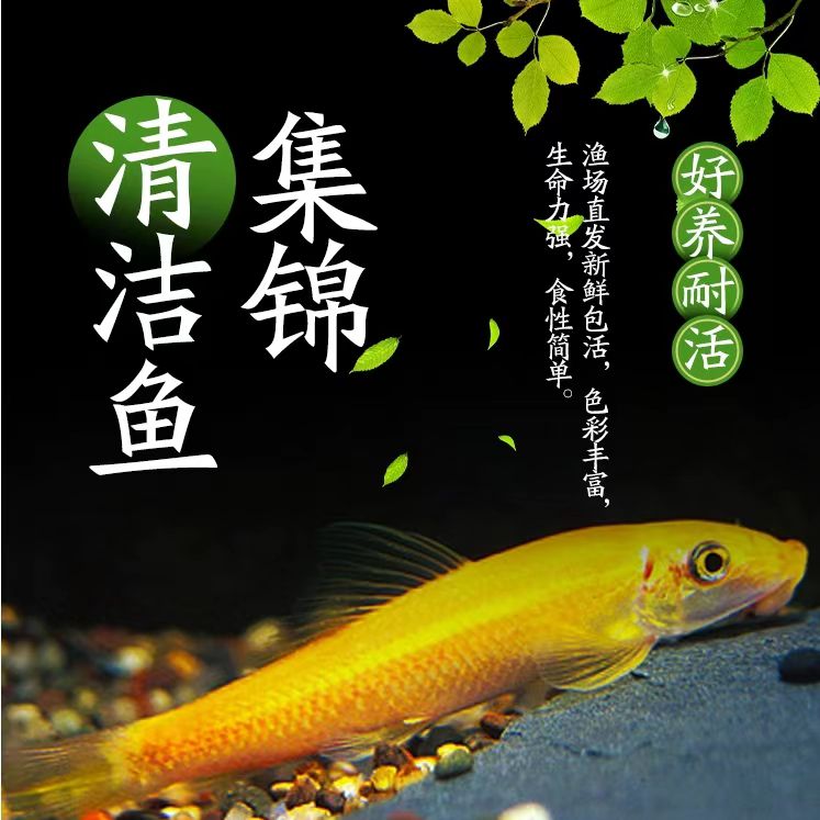清苔鼠金苔鼠鱼热带观赏鱼清道夫鼠鱼鱼缸除藻鱼清洁鱼活体工具鱼