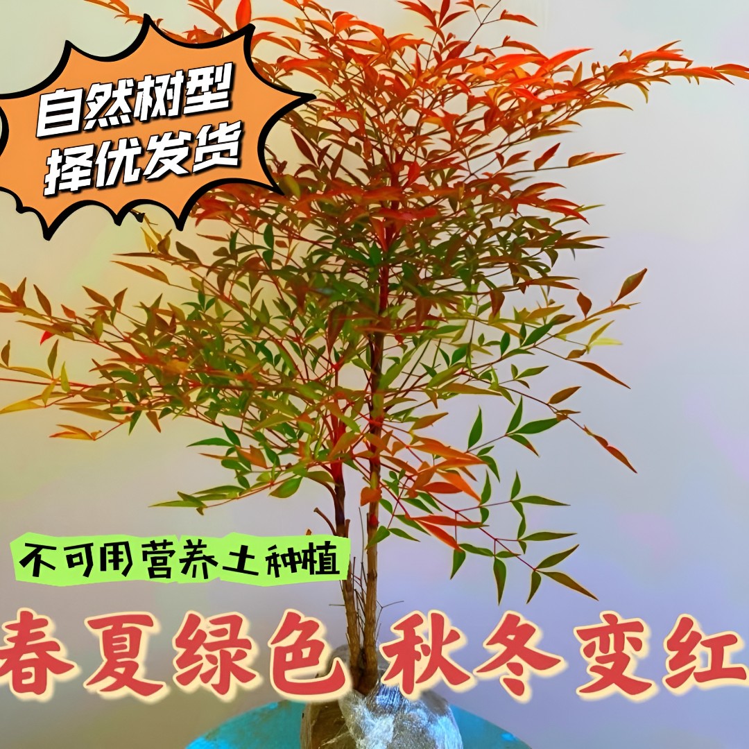 火焰南天竹转运竹四季红天竹盆景老桩树苗庭院室内万年红盆栽竹子