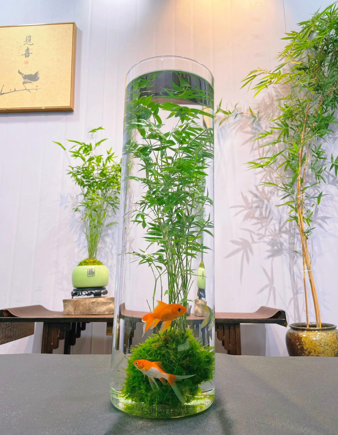 米竹水培客厅鱼缸白金玻璃带根苔藓球室内绿植翡翠观音竹室内绿植
