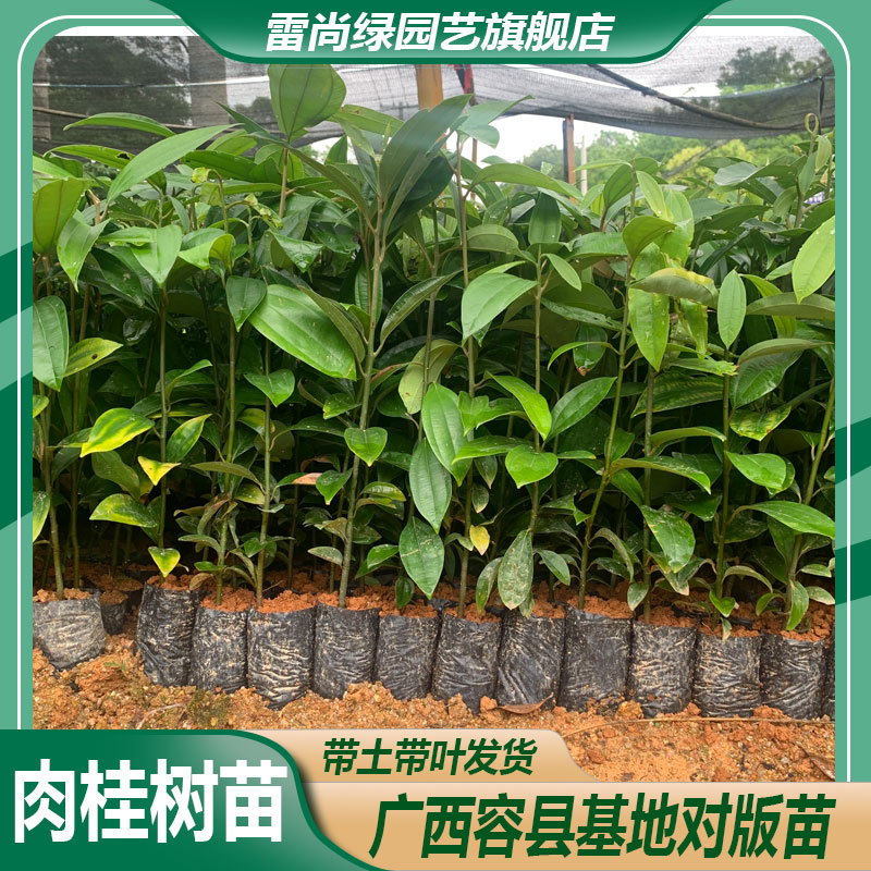 LEISHANGLU/雷尚绿广西基地肉桂树苗桂皮苗油桂皮树苗批发种植