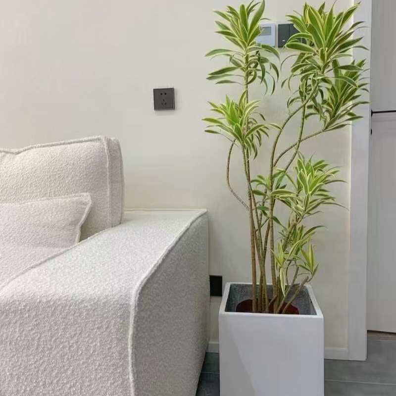百合竹大盆栽绿植金边百合竹自然风格客房办公厅室内外绿植