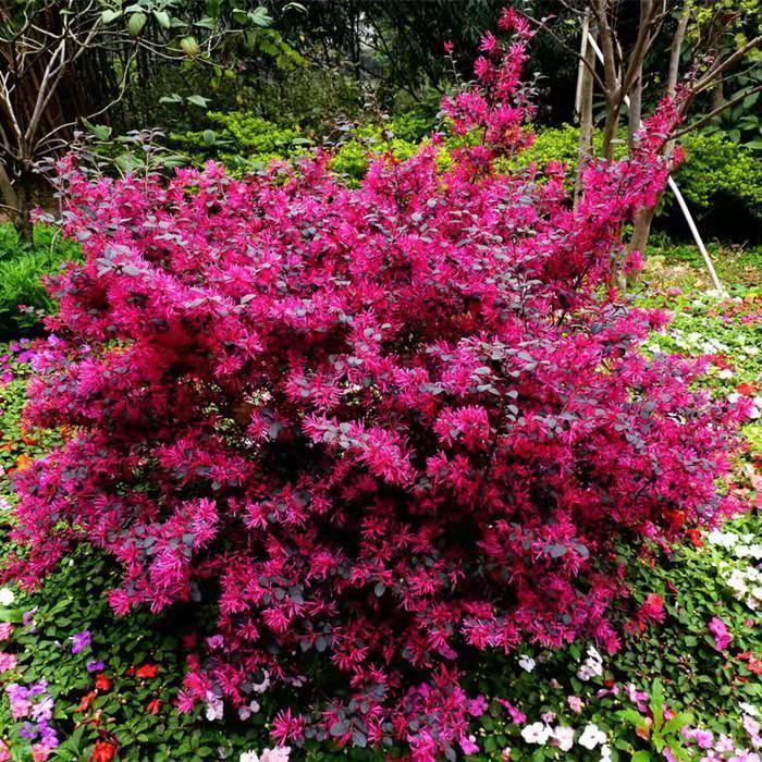 红花继木球红叶植物红继木苗盆栽带土球四季开花基地直销绿化树苗