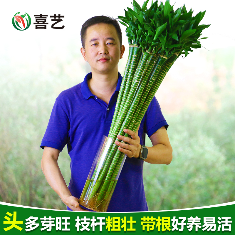 【学生文昌竹】龙竹观音竹富贵竹文竹学业四支书桌植物绿植水培花卉