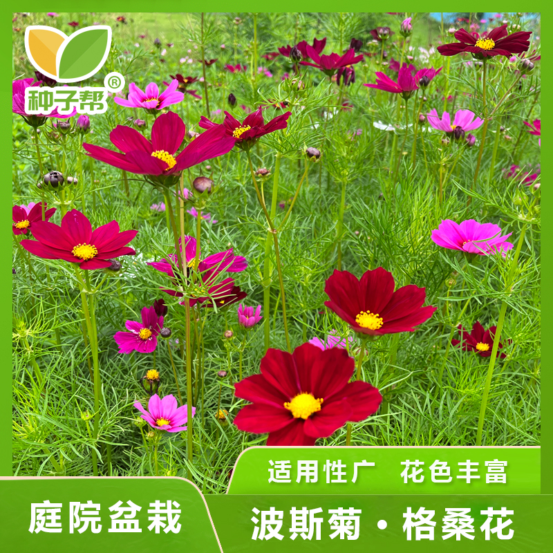 波斯菊种子花型美观道路美化庭院懒人盆栽四季景观花海发芽速度快