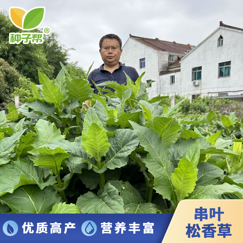 串叶松香草种子春秋育苗种植多年生北方耐寒优质高蛋白阔叶菜牧草