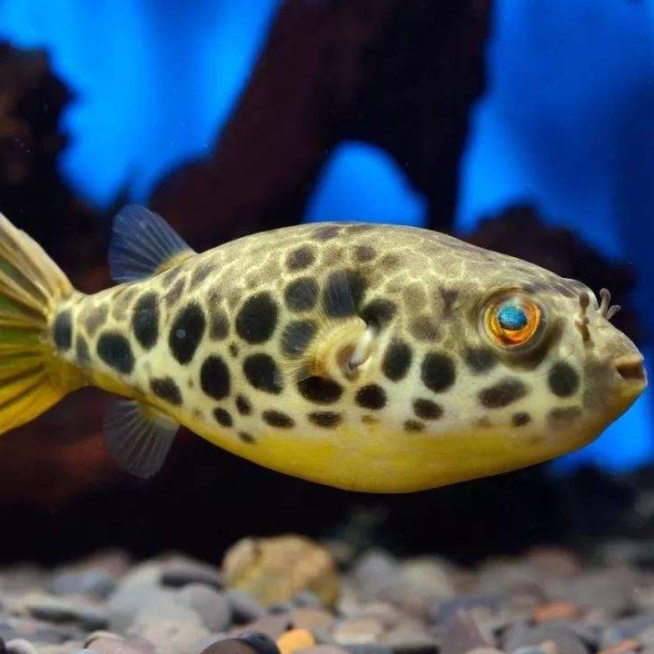 斑马皇冠狗头毛毛木瓜狗头鱼金钱狗头鱼热带鱼淡水小型观赏河豚鱼