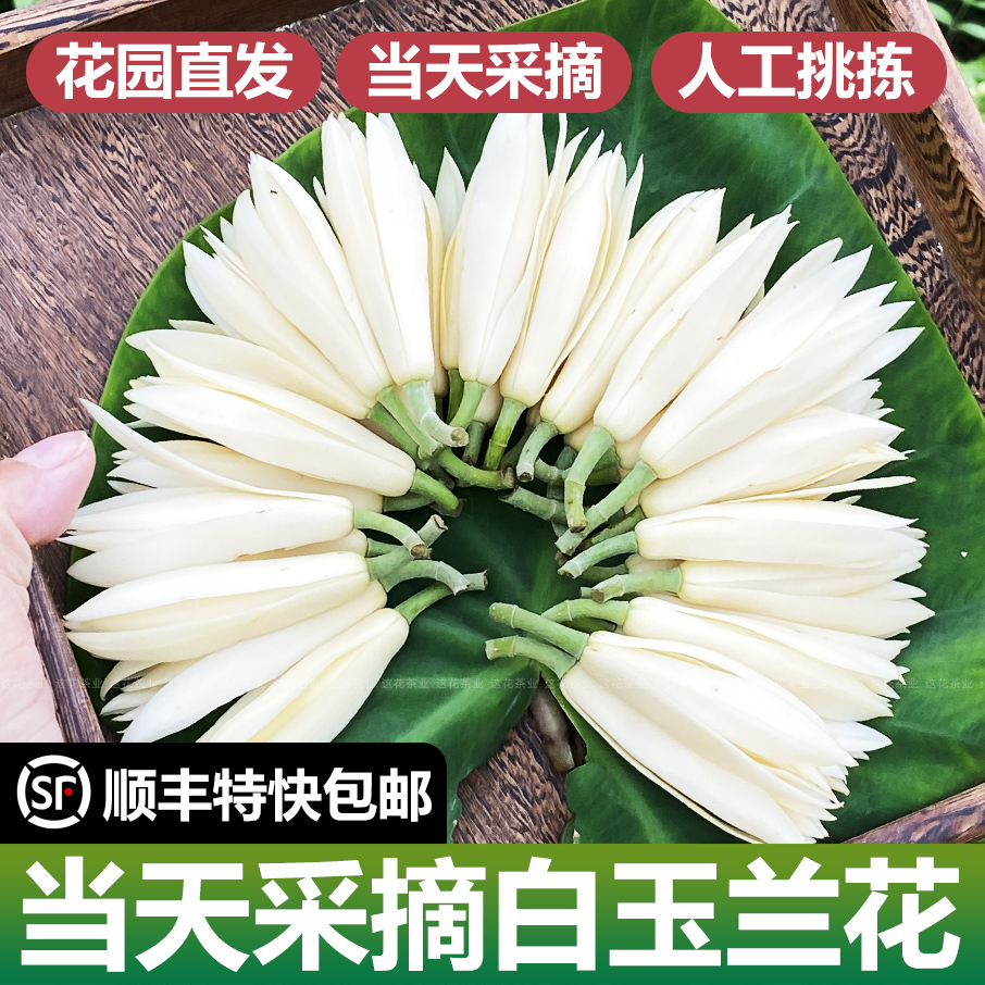 白玉兰鲜花当天采摘新鲜玉兰花朵黄角兰花苞保鲜发货顺丰特快包邮