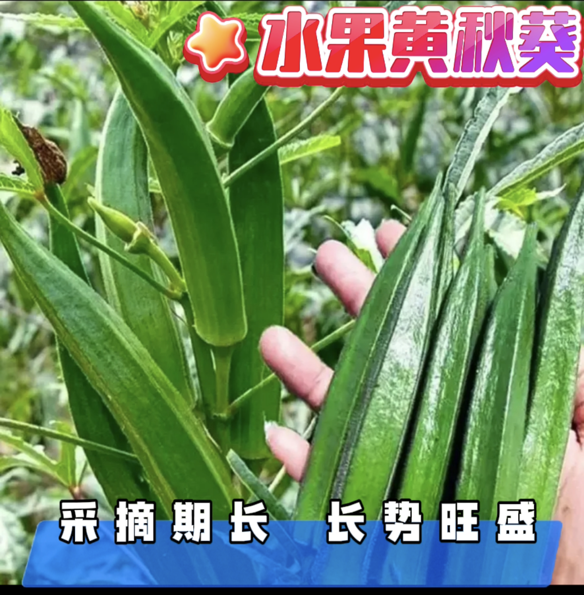 （全场满5元包邮）黄秋葵种子庭院花园种植高产水果秋葵种蔬菜种子