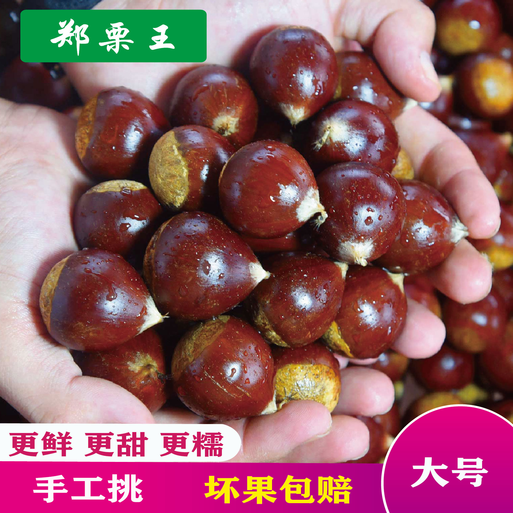 25年福建建瓯锥栗子高山油椎圆尖栗生板栗新鲜栗生油毛栗精品饱满