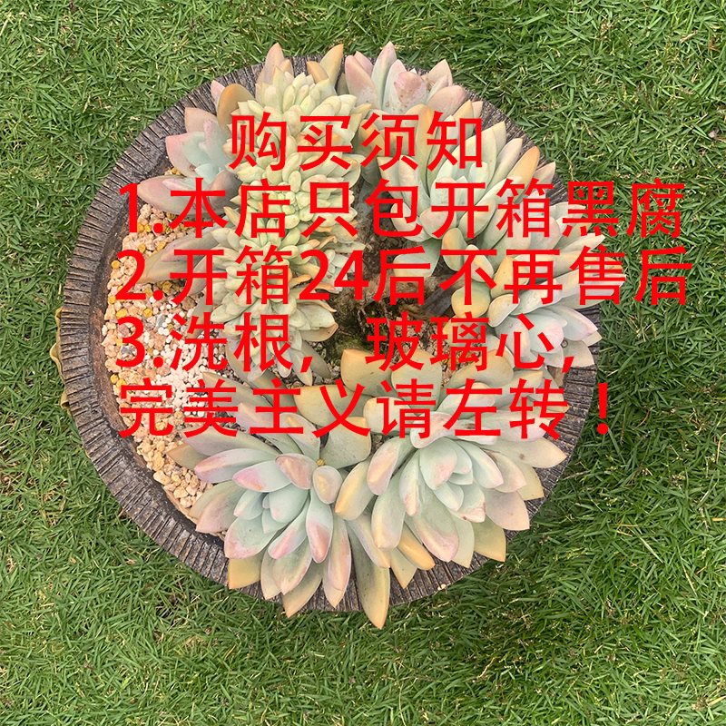 1号链接璐璐多肉一物一拍链接