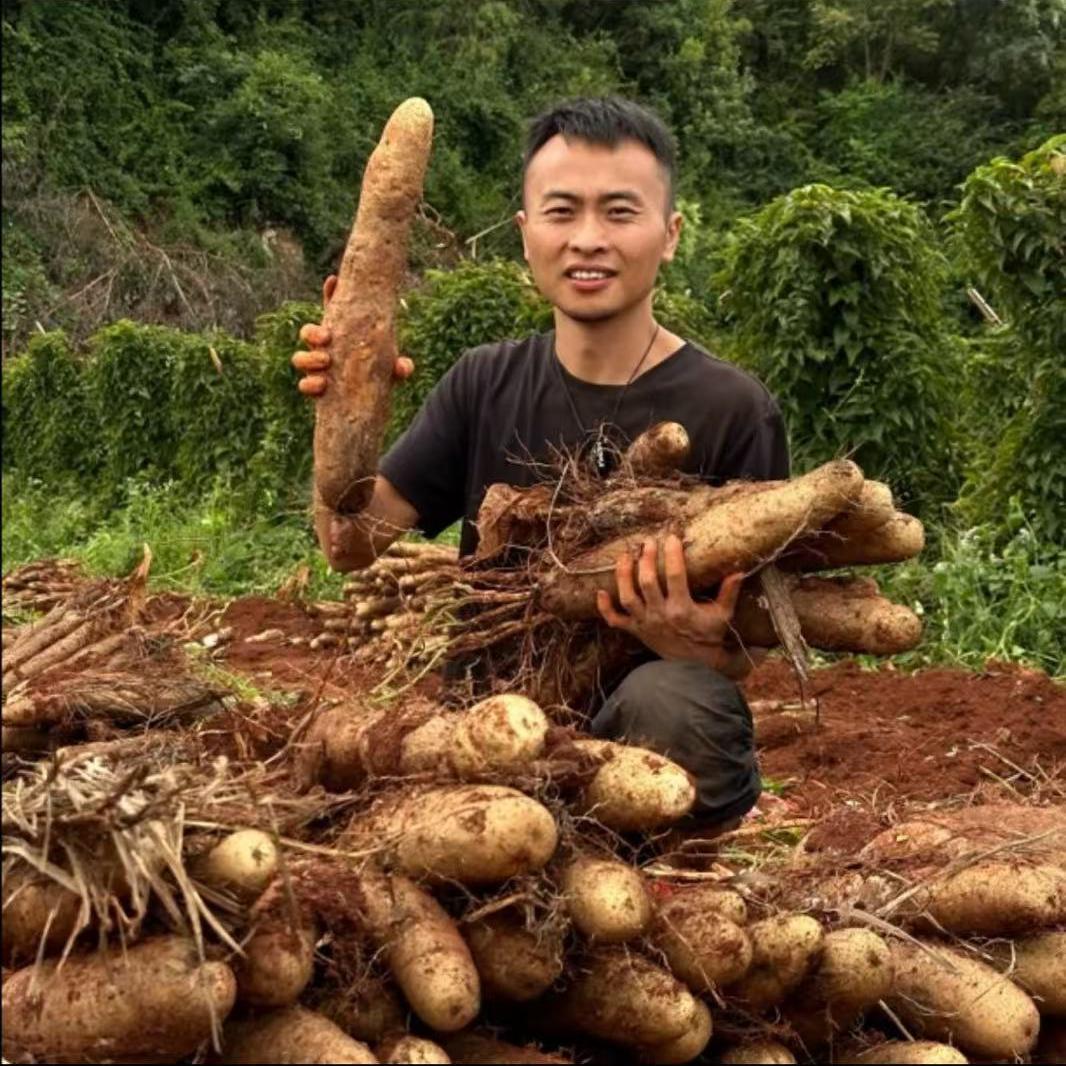 【灵芝山药】&云南正宗灵芝山药 新鲜现挖现发 坏果包赔5斤9斤包邮
